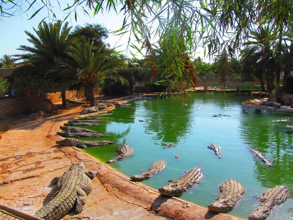 crocodilos